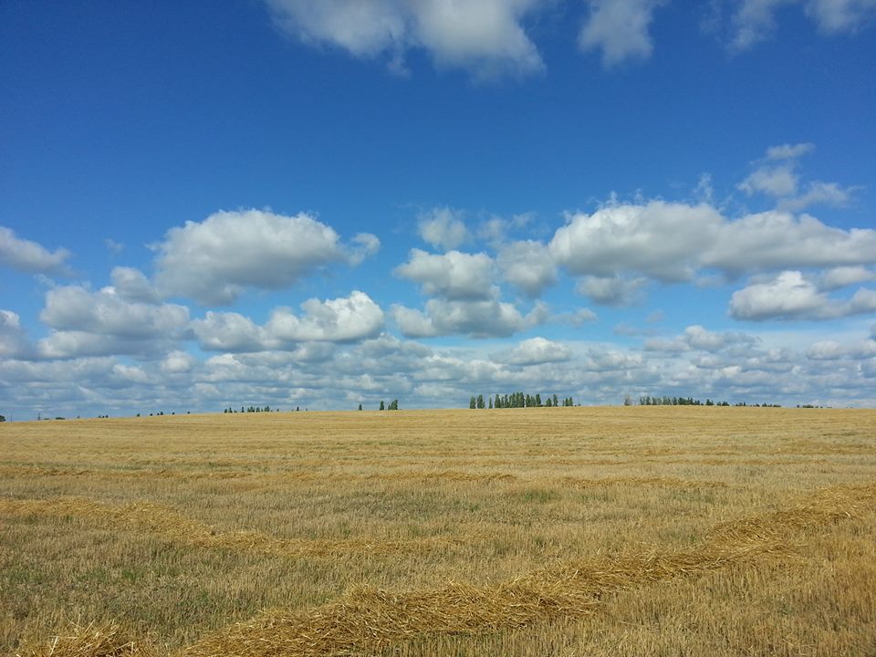 Exciting view of Ukrainian field with harvested wheat and blue sky with some clouds and a few trees far away